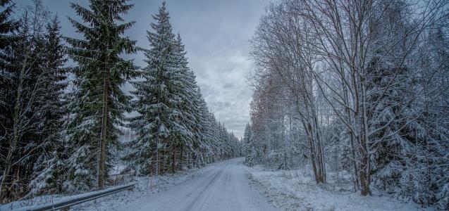 冬季，道路，森林，树木，景观