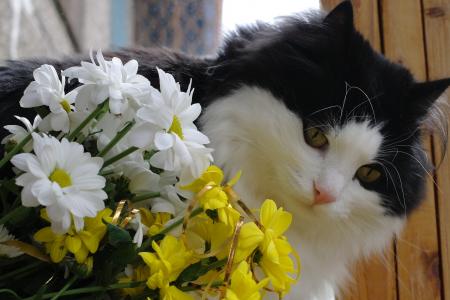 猫，猫，花束，鲜花