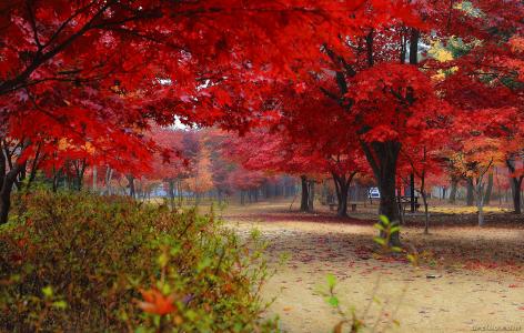 景观，自然，公园，树木，秋季，美女，韩国