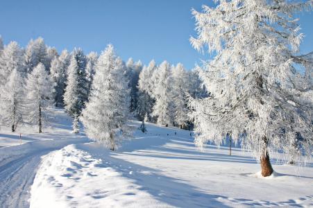 树，冬天，景观，性质，雪