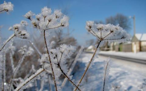 冬天，雪，冬天，雪，植物