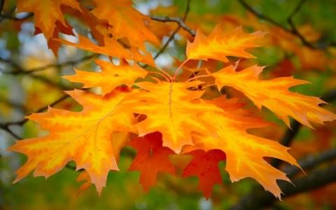 秋天，叶子，分支机构，黄色，模糊的背景