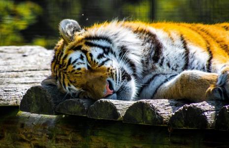 老虎，野猫，捕食者，脸，梦，休息，动物园