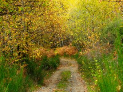 路径，森林，树木，秋季，草