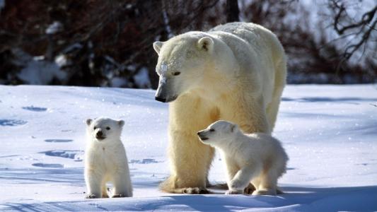 冬天，白色，熊，雪，背景