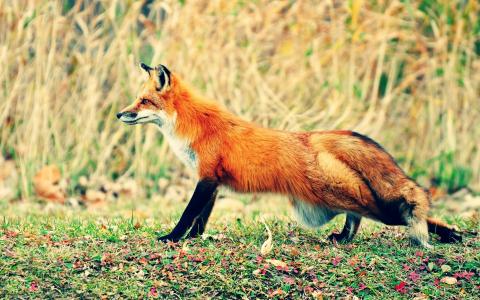 狐狸，性质，动物，红色