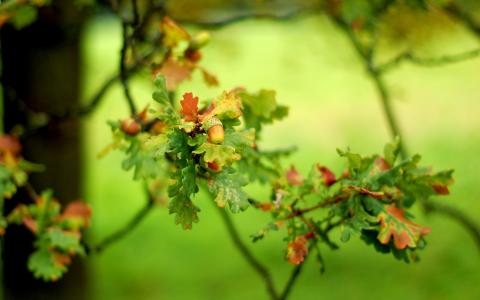秋天，橡树，树枝，橡子，散景，树叶