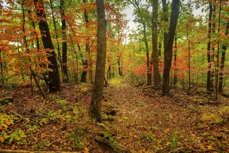 秋天，森林，树木，性质