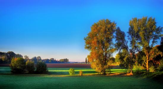 秋天，田野，树木，早晨