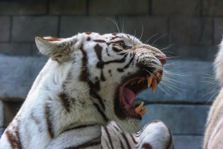 白虎，老虎，野猫，捕食者，枪口，嘴巴，f牙，咧嘴，怒吼，愤怒，愤怒，威胁，争吵