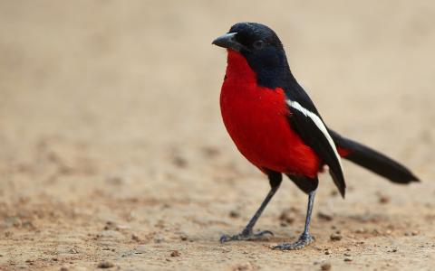 鸟，红色的乳房