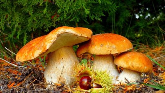 蘑菇，美女，森林，大自然