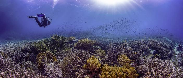 海底，珊瑚，鱼，自然