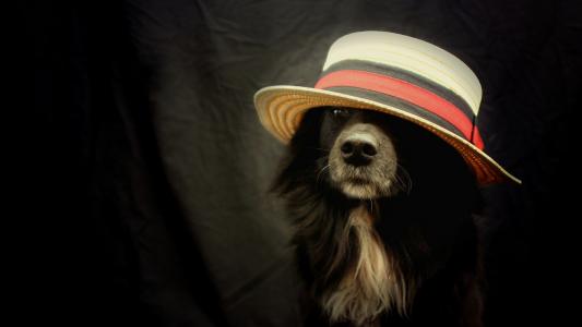 狗，有了，帽子，壁纸