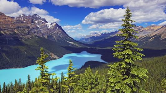 风景，Peyto湖，班夫国家公园，加拿大，加拿大，湖，山，森林，树木，冷杉，云彩