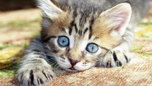 条纹，小猫，蓝色，眼睛