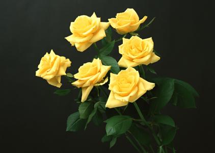 黄玫瑰，黑色的背景