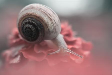美丽，心情，蜗牛
