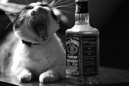 猫，猫，瓶，威士忌，杰克丹尼尔，隆隆甘蔗，黑色和白色