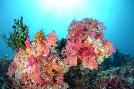 海，水，珊瑚，鱼，鱼，海底世界，颜色