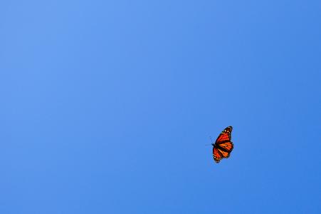 飞行，蝴蝶，橙色，蓝色