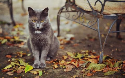 猫，街道，树叶