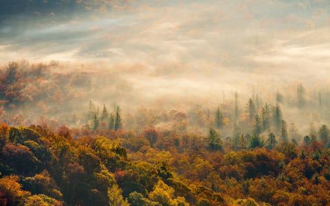 雾，森林，秋天，早晨