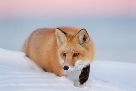 狐狸，红色，雪，冬天