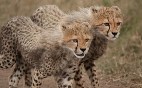 猎豹，野猫，掠食者，年轻，夫妇，©Ania Jones