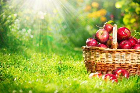 自然，草，阳光，篮子，苹果