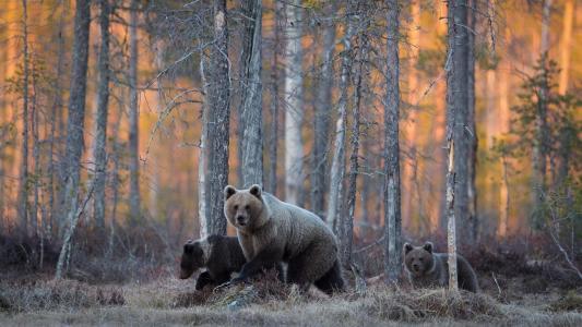 熊，家庭，森林，野生动物，熊，森林