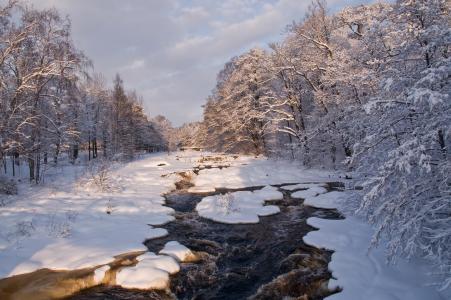 河，冬天，树，景观