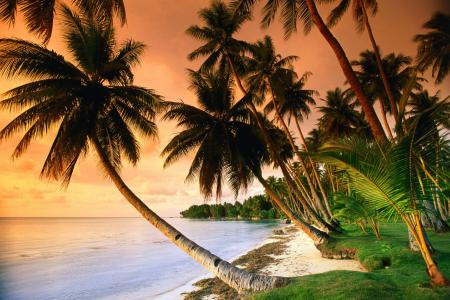 棕榈树，海洋，沙滩，日落