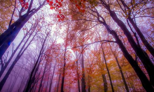 秋天，树木，公园，雾，西弗吉尼亚州，西弗吉尼亚州，西弗吉尼亚州立公园