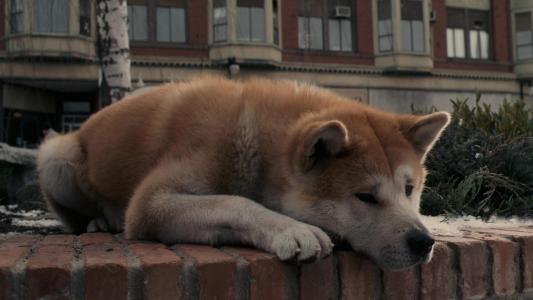 akita-inu，狗，悲伤，期望，忠实的朋友