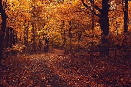 森林，沥青，路，叶子，秋天