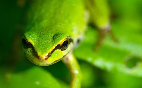 青蛙，绿色，宏观