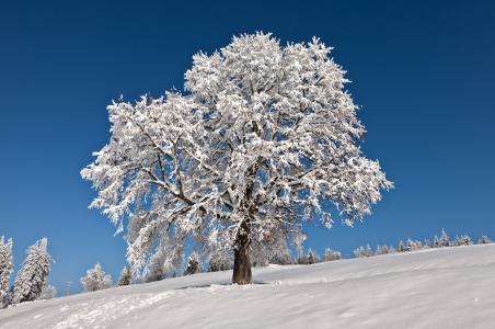 冬天，树，树，景观