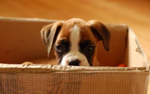 小狗，看，纸板箱