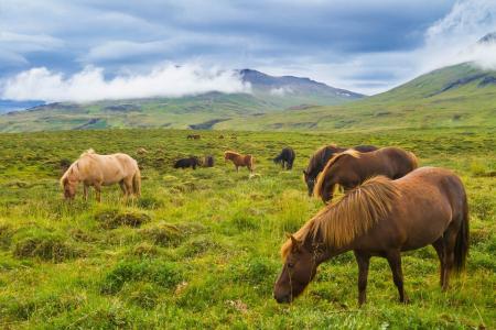 冰岛马，冰岛，山，草地，马