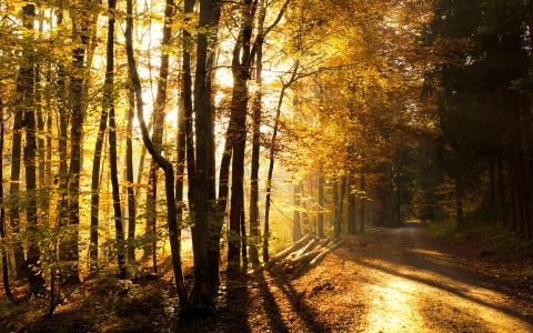 秋天，森林，步道