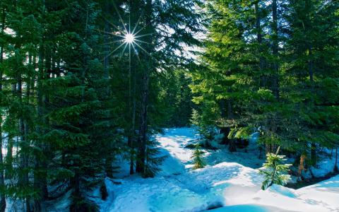射线，冬天，森林，性质
