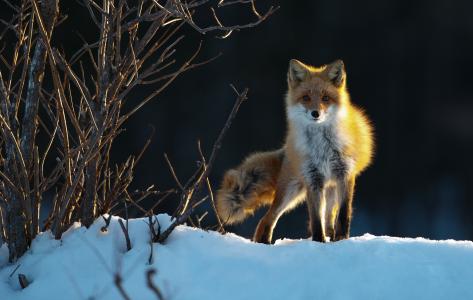 狐狸，看，兴奋，冬天，雪，布什，晚上