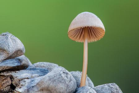 自然，蘑菇，石头