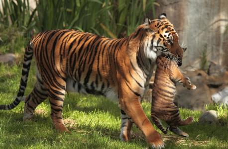 老虎，老虎，母亲