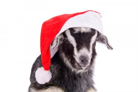新的一年，圣诞老人的帽子，2015年，山羊，山羊年，新的一年