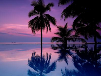 海，日落，棕榈树，景观