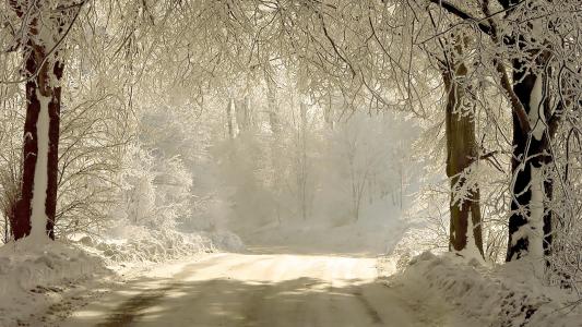 路，雪，树