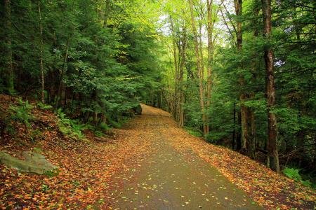 森林，道路，树木，秋季，景观