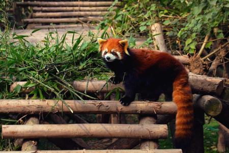 红色，熊猫，火狐，动物园